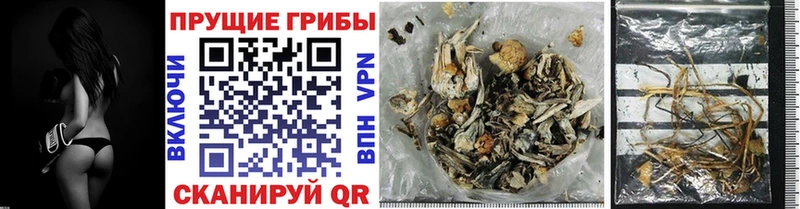 Купить где  Кашира  Галлюциногенные грибы мицелий 